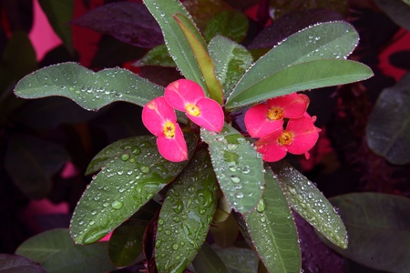 Crown of thorns flowers   Euphorbiaの写真素材