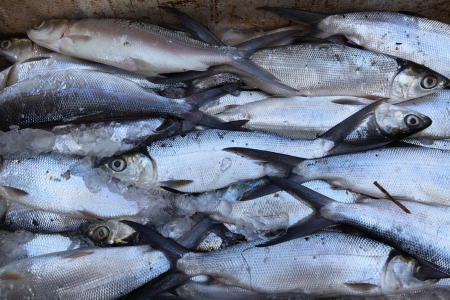 Fresh milkfish (bangus) in Makassar fish marketの写真素材