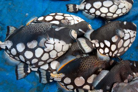 colorful reef fishの写真素材