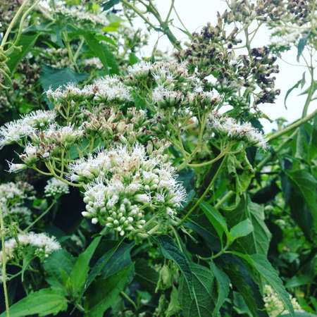 Beautifull flower In Indonesia