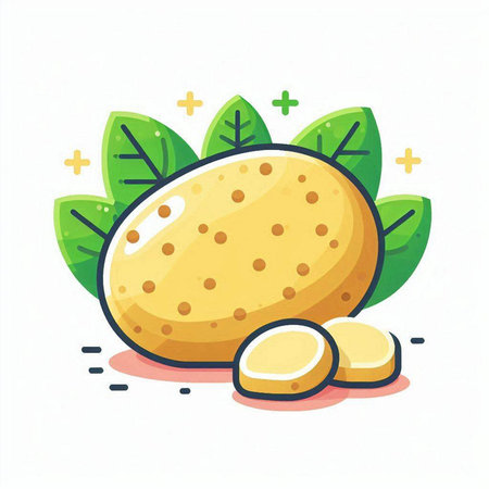 Illustration of fresh potato with leaves on white background. Vector illustration.のイラスト素材