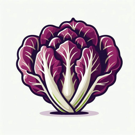 Illustration of a purple chinese cabbage on a white background.のイラスト素材