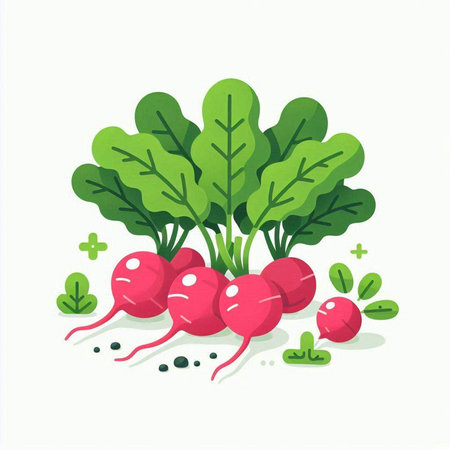 Radish. Vector illustration in flat style. Isolated on white background.のイラスト素材