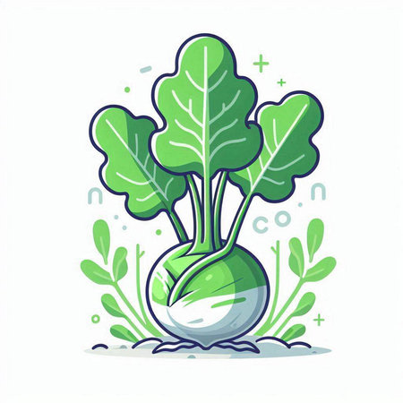 Vegetable vector illustration. Cabbage, radish, kohlrabiのイラスト素材