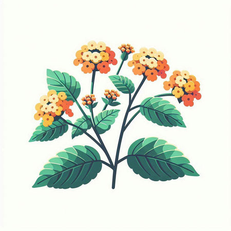 Lantana camara flowers isolated on white background. Vector illustration.のイラスト素材