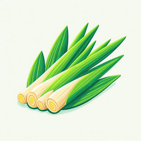 Illustration of fresh green lemongrass on white background.のイラスト素材