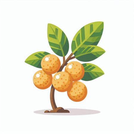 Longan fruit on white background. Vector illustration in cartoon style.のイラスト素材