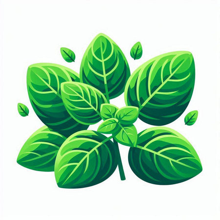 Fresh basil leaves isolated on white background. Vector illustration. Eps 10.のイラスト素材