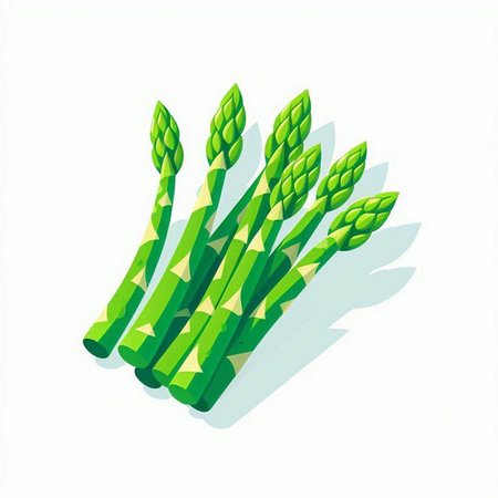 Green asparagus isolated on a white background. Vector illustration.のイラスト素材