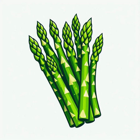 Vector illustration of fresh green asparagus isolated on white background.のイラスト素材
