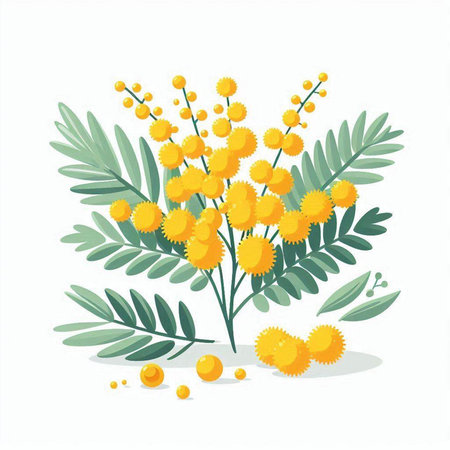 Mimosa branch with yellow flowers isolated on white background. Flat style vector illustration.のイラスト素材