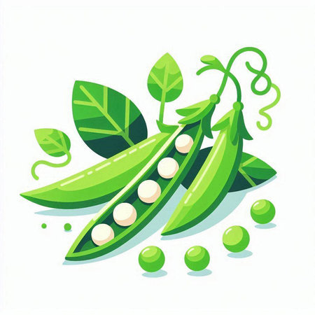 Green peas with leaves isolated on a white background. Vector illustration.のイラスト素材