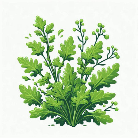 Vector illustration of a bunch of fresh green parsley on a white backgroundのイラスト素材