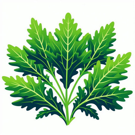 Green leaves of arugula on a white background. Vector illustrationのイラスト素材