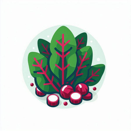 Vector illustration of fresh green beetroot with radish on white background.のイラスト素材