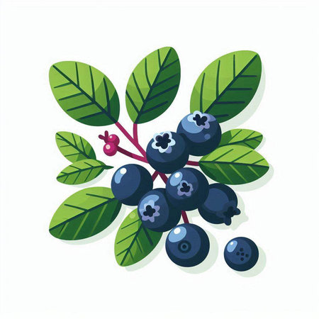 Blueberry vector illustration isolated on white background. Fresh berry with green leaves.のイラスト素材