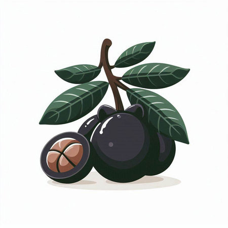 Vector illustration of a branch of black plum with leaves and fruit.のイラスト素材