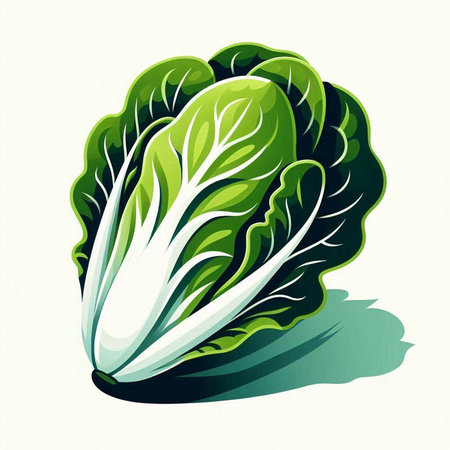 Vector illustration of fresh green chinese cabbage on a white background.のイラスト素材