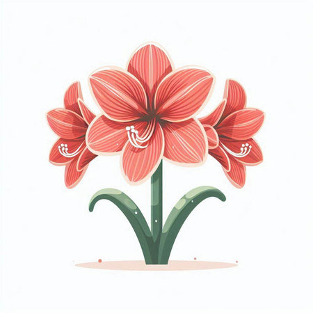 Amaryllis flower isolated on white background. Vector illustration.のイラスト素材