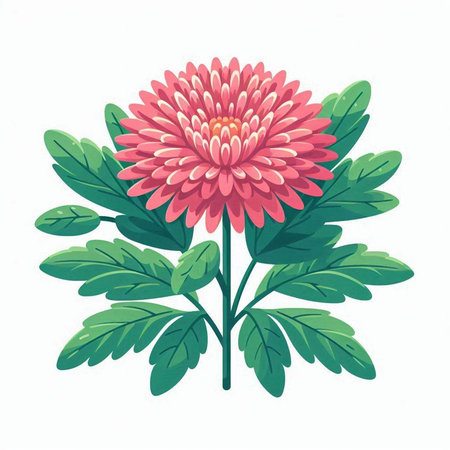 Pink chrysanthemum flower isolated on white background. Vector illustration.のイラスト素材