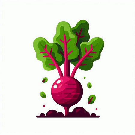 Beetroot vector icon isolated on white background. Vegetable illustration.のイラスト素材