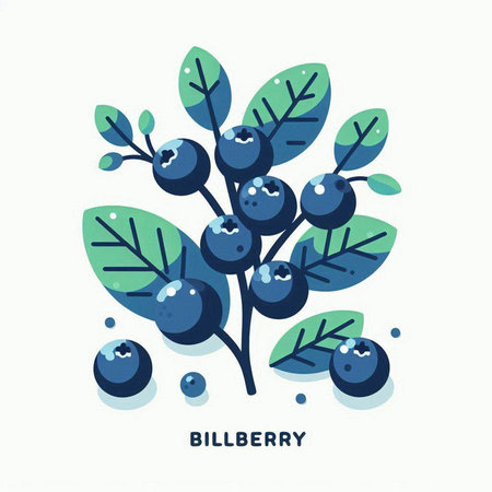 Blueberry. Vector illustration. Isolated on a white background.のイラスト素材