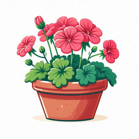 Geranium flowers in a pot isolated on white background. Vector illustration.のイラスト素材