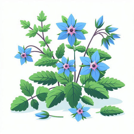 Borage. Vector illustration. Isolated on a white background.のイラスト素材
