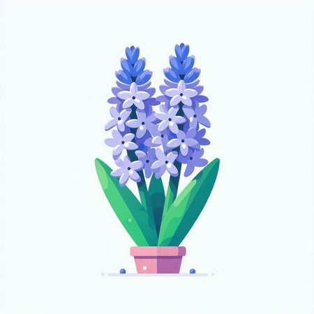 Blue hyacinth flower isolated on white background. Vector illustration.のイラスト素材