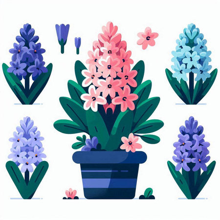 Flowering hyacinths in pots. Vector illustration.のイラスト素材