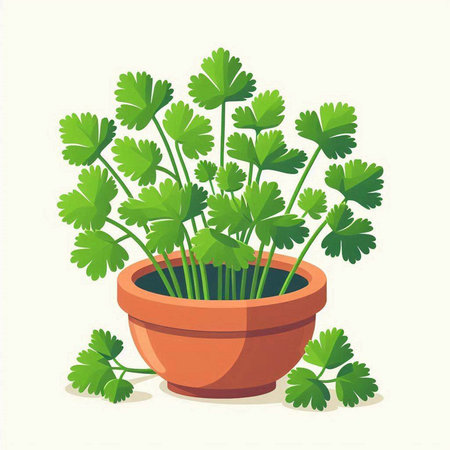 Parsley in a pot isolated on white background. Vector illustration.のイラスト素材