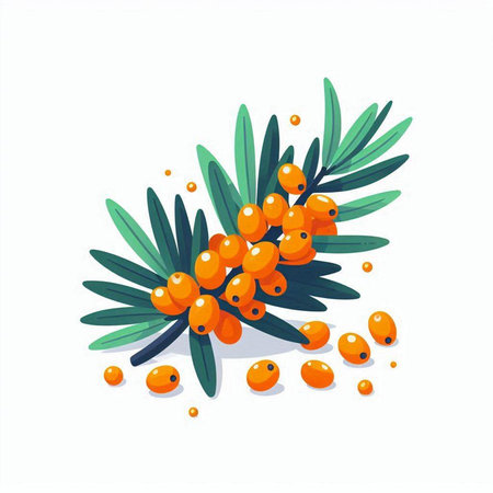 Sea buckthorn branch with berries and leaves. Vector illustration.のイラスト素材