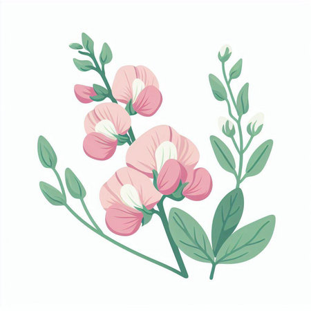 Pink sweet pea flowers and leaves isolated on white background vector illustration.のイラスト素材