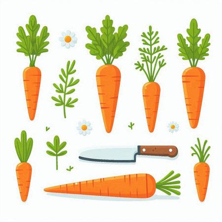 Carrot set. Isolated on white background. Vector illustration.のイラスト素材
