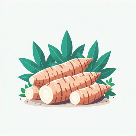 Taro root vector illustration on white background. Taro root with leaves.のイラスト素材