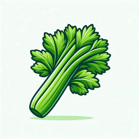 Vector illustration of celery. Isolated on a white background.のイラスト素材