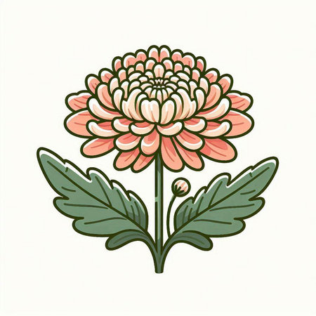 Chrysanthemum flower on a white background. Vector illustration.のイラスト素材