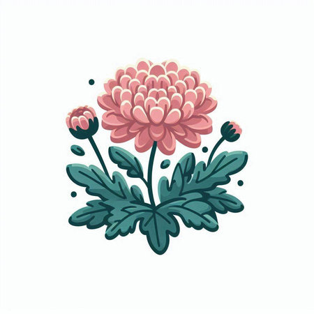 Chrysanthemum flower. Hand drawn vector illustration isolated on white background.のイラスト素材