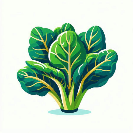 Bunch of chard. Vector illustration isolated on white background.のイラスト素材