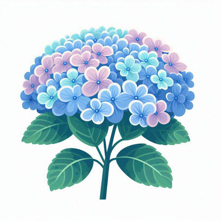 Hydrangea flowers isolated on a white background. Vector illustration.のイラスト素材