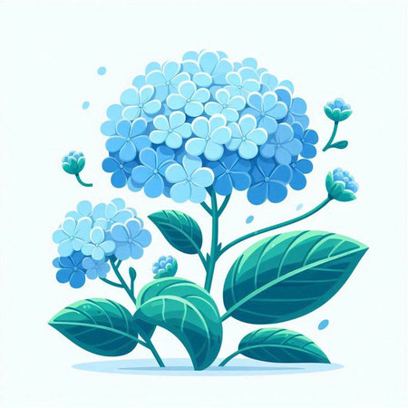 Blue hydrangea on a white background. Vector illustration.のイラスト素材