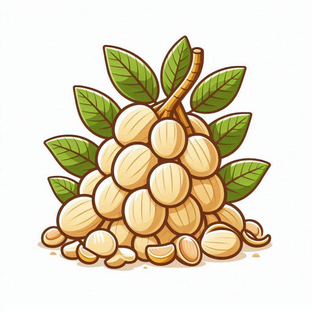 Litchi fruit isolated on a white background. Vector illustration.のイラスト素材