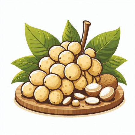 Longan fruit with leaves isolated on white background. Vector illustration.のイラスト素材