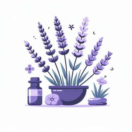 Lavender flowers in a pot and aromatherapy oil bottle. Vector illustration.のイラスト素材