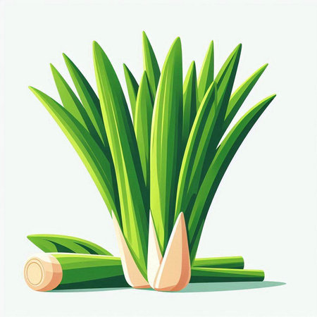 sliced leek isolated on white background. Vector illustration.のイラスト素材