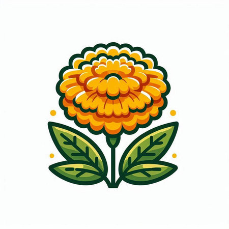 Marigold flower vector illustration. Isolated on white background.のイラスト素材