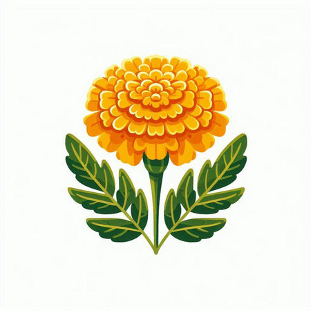 Marigold flower isolated on a white background. Vector illustration.のイラスト素材