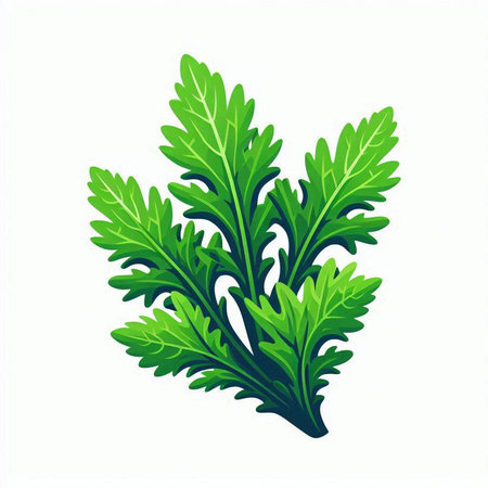 Parsley leaves isolated on white background. Vector illustration for your designのイラスト素材