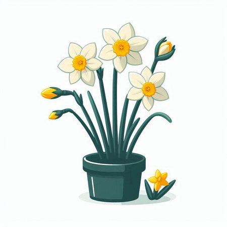 Narcissus in a pot on a white background. Vector illustration.のイラスト素材