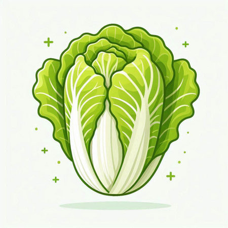 Illustration of a fresh green chinese cabbage on a white backgroundのイラスト素材